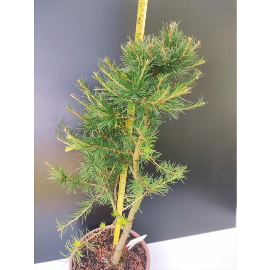 Żywe Drzewko Bonsai Modrzew Europejski Larix Decidua Prezent 10-letni 171