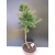 Żywe Drzewko Bonsai Modrzew Europejski Larix Decidua Prezent 10-letni 173