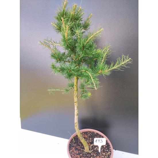 Żywe Drzewko Bonsai Modrzew Europejski Larix Decidua Prezent 10-letni 173