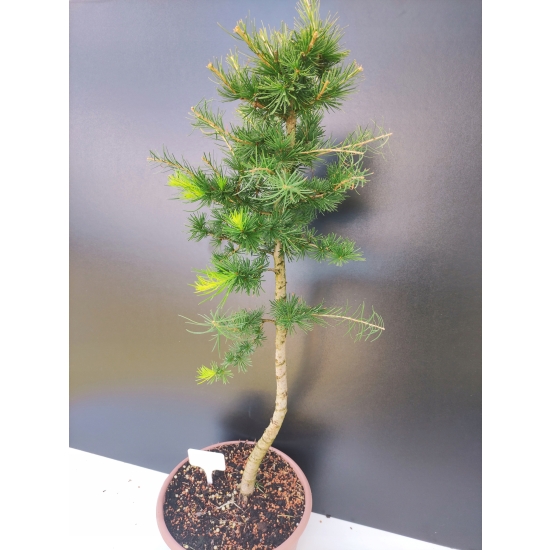 Żywe Drzewko Bonsai Modrzew Europejski Larix Decidua Prezent 10-letni 173
