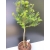Żywe Drzewko Bonsai Modrzew Europejski Larix Decidua Prezent 10-letni 177