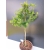 Żywe Drzewko Bonsai Modrzew Europejski Larix Decidua Prezent 10-letni 177