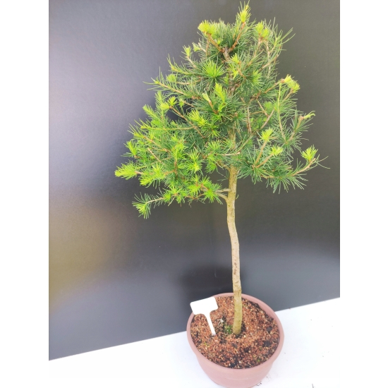 Żywe Drzewko Bonsai Modrzew Europejski Larix Decidua Prezent 10-letni 177
