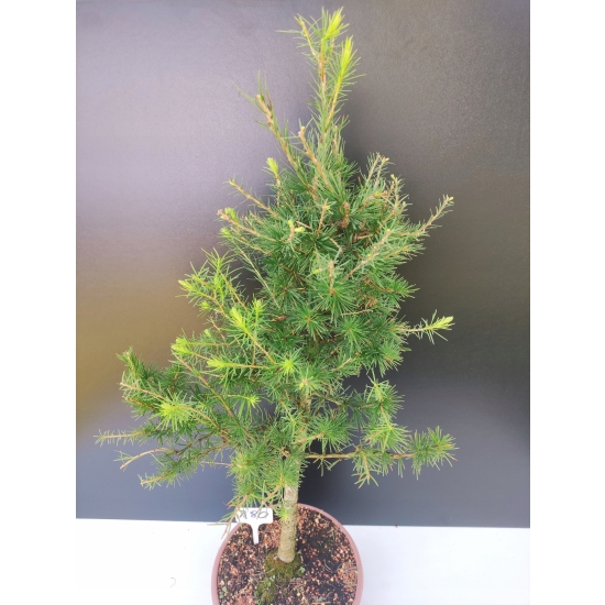 Żywe Drzewko Bonsai Modrzew Europejski Larix Decidua Prezent 10-letni 180