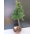 Drzewko Bonsai Żywe Modrzew Europejski Larix Decidua Prezent 10-letni 174