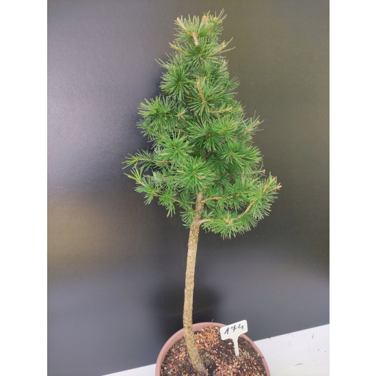 Drzewko Bonsai Żywe Modrzew Europejski Larix Decidua Prezent 10-letni 174