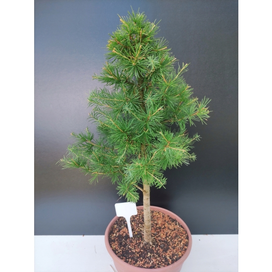 Żywe Drzewko Bonsai Modrzew Europejski Larix Decidua Prezent 10-letni 178