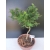 Żywe Drzewko Bonsai Modrzew Europejski Larix Decidua Prezent 10-letni 179