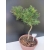 Żywe Drzewko Bonsai Modrzew Europejski Larix Decidua Prezent 10-letni 179