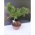 Żywe Drzewko Bonsai Modrzew Europejski Larix Decidua Prezent 10-letni 179