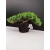 Żywe Drzewko Bonsai Jałowiec Rozesłany Procumbens 10-letni +GRATIS 442