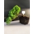 Żywe Drzewko Bonsai Jałowiec Rozesłany Procumbens 10-letni +GRATIS 438