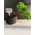 Żywe Drzewko Bonsai Jałowiec Rozesłany Procumbens 10-letni +GRATIS 438