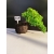 Żywe Drzewko Bonsai Jałowiec Rozesłany Procumbens 10-letni +GRATIS 438