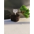 Żywe Drzewko Bonsai Jałowiec Rozesłany Procumbens 10-letni +GRATIS 438