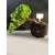 Żywe Drzewko Bonsai Jałowiec Rozesłany Procumbens 10-letni +GRATIS 438