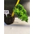 Żywe Drzewko Bonsai Jałowiec Rozesłany Procumbens 10-letni +GRATIS 438