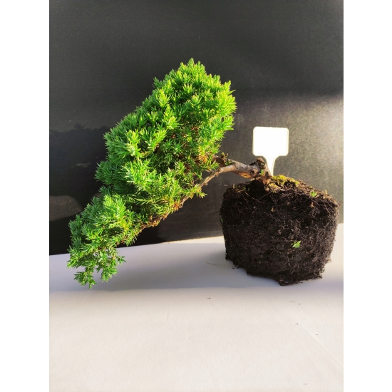 Żywe Drzewko Bonsai Jałowiec Rozesłany Procumbens 10-letni +GRATIS 438