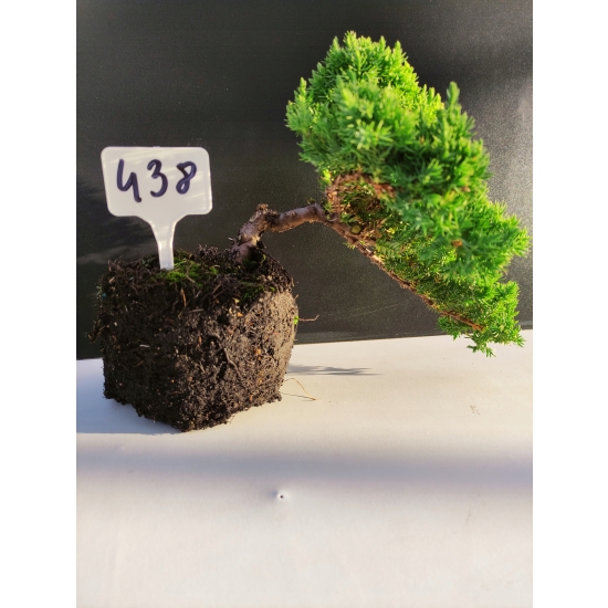 Żywe Drzewko Bonsai Jałowiec Rozesłany Procumbens 10-letni +GRATIS 438