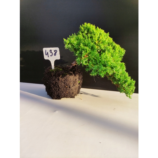 Żywe Drzewko Bonsai Jałowiec Rozesłany Procumbens 10-letni +GRATIS 438