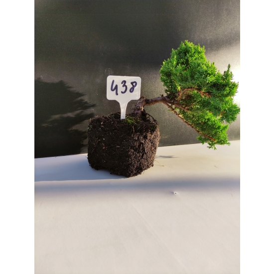 Żywe Drzewko Bonsai Jałowiec Rozesłany Procumbens 10-letni +GRATIS 438