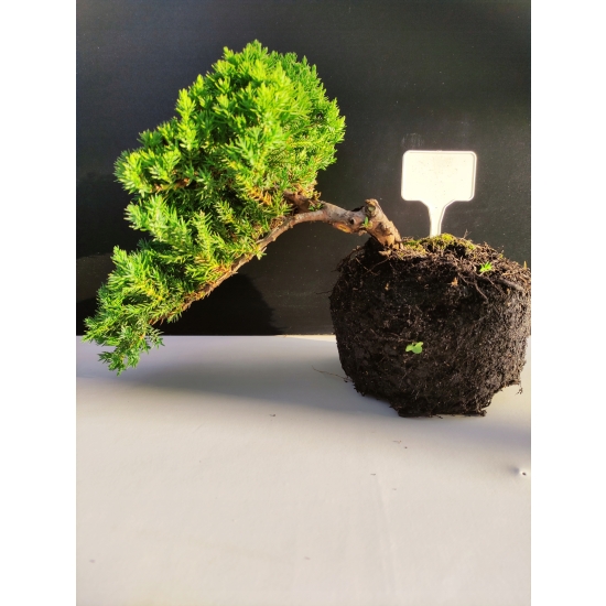 Żywe Drzewko Bonsai Jałowiec Rozesłany Procumbens 10-letni +GRATIS 438