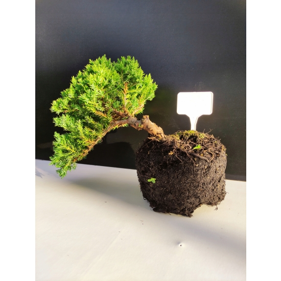 Żywe Drzewko Bonsai Jałowiec Rozesłany Procumbens 10-letni +GRATIS 438