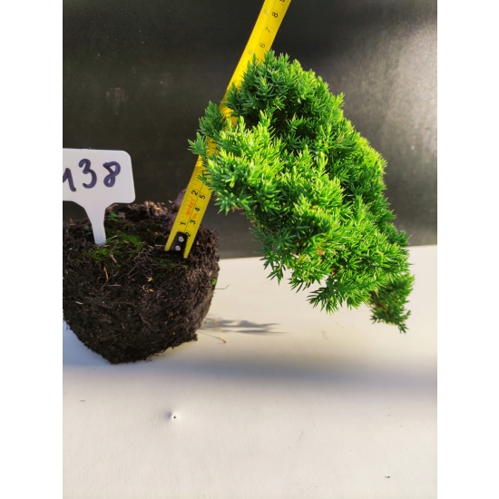 Żywe Drzewko Bonsai Jałowiec Rozesłany Procumbens 10-letni +GRATIS 438