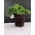 Żywe Drzewko Bonsai Jałowiec Rozesłany Procumbens 10-letni +GRATIS 437