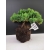 Żywe Drzewko Bonsai Jałowiec Rozesłany Procumbens 10-letni +GRATIS 437