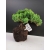 Żywe Drzewko Bonsai Jałowiec Rozesłany Procumbens 10-letni +GRATIS 437