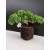 Żywe Drzewko Bonsai Jałowiec Rozesłany Procumbens 10-letni +GRATIS 437