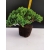 Żywe Drzewko Bonsai Jałowiec Rozesłany Procumbens 10-letni +GRATIS 437