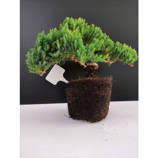 Żywe Drzewko Bonsai Jałowiec Rozesłany Procumbens 10-letni +GRATIS 437