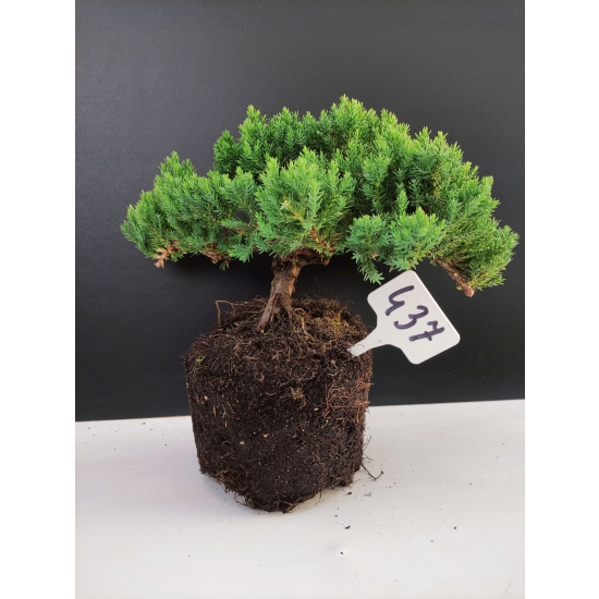 Żywe Drzewko Bonsai Jałowiec Rozesłany Procumbens 10-letni +GRATIS 437