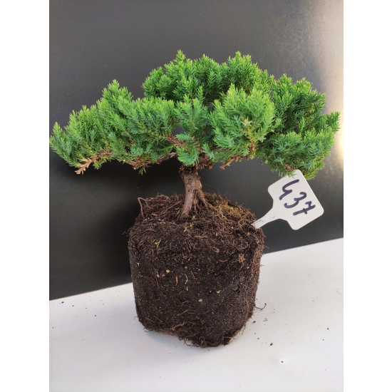 Żywe Drzewko Bonsai Jałowiec Rozesłany Procumbens 10-letni +GRATIS 437