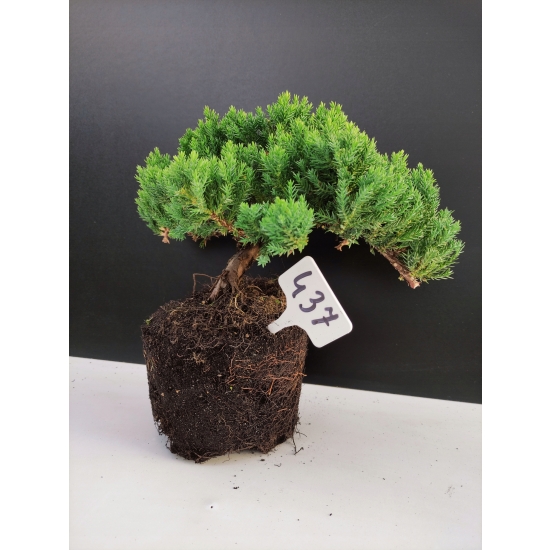 Żywe Drzewko Bonsai Jałowiec Rozesłany Procumbens 10-letni +GRATIS 437