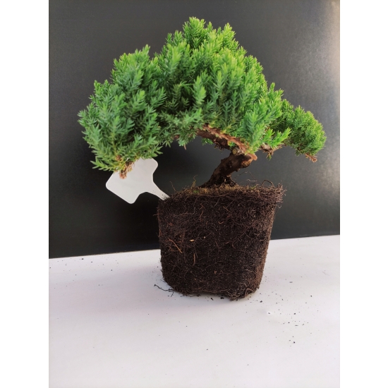 Żywe Drzewko Bonsai Jałowiec Rozesłany Procumbens 10-letni +GRATIS 437