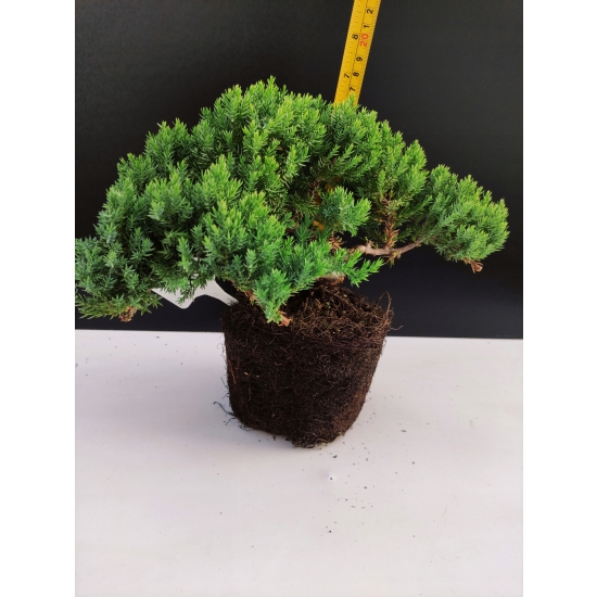 Żywe Drzewko Bonsai Jałowiec Rozesłany Procumbens 10-letni +GRATIS 437