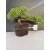 Żywe Drzewko Bonsai Jałowiec Rozesłany Procumbens 10-letni +GRATIS 411