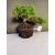 Żywe Drzewko Bonsai Jałowiec Rozesłany Procumbens 10-letni +GRATIS 411