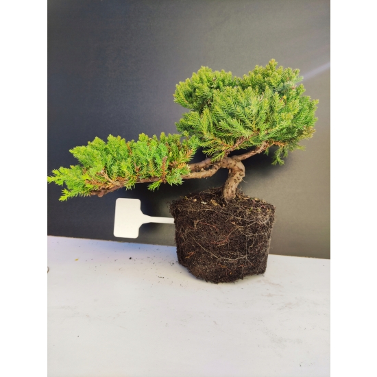 Żywe Drzewko Bonsai Jałowiec Rozesłany Procumbens 10-letni +GRATIS 411