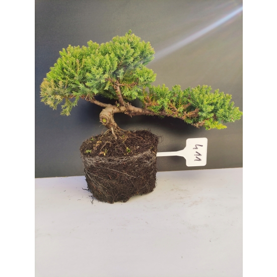 Żywe Drzewko Bonsai Jałowiec Rozesłany Procumbens 10-letni +GRATIS 411