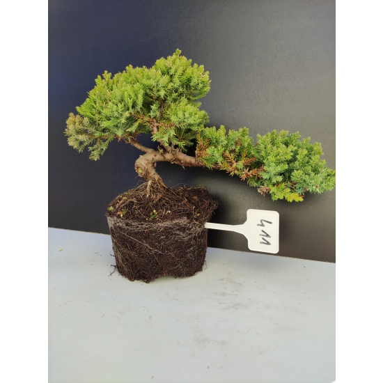 Żywe Drzewko Bonsai Jałowiec Rozesłany Procumbens 10-letni +GRATIS 411