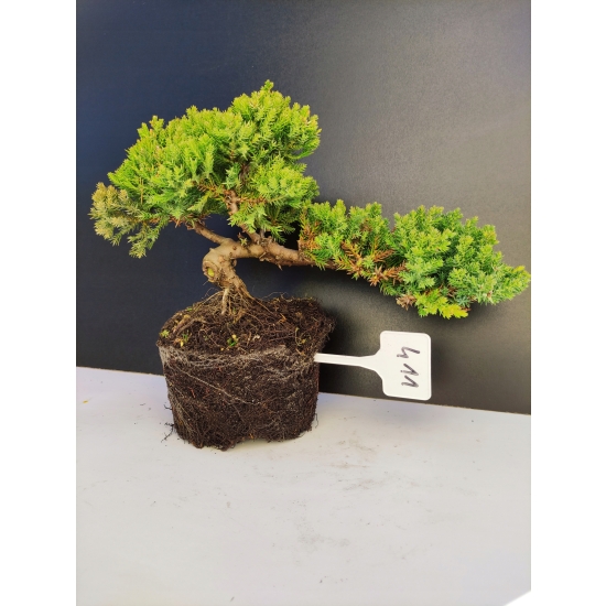 Żywe Drzewko Bonsai Jałowiec Rozesłany Procumbens 10-letni +GRATIS 411