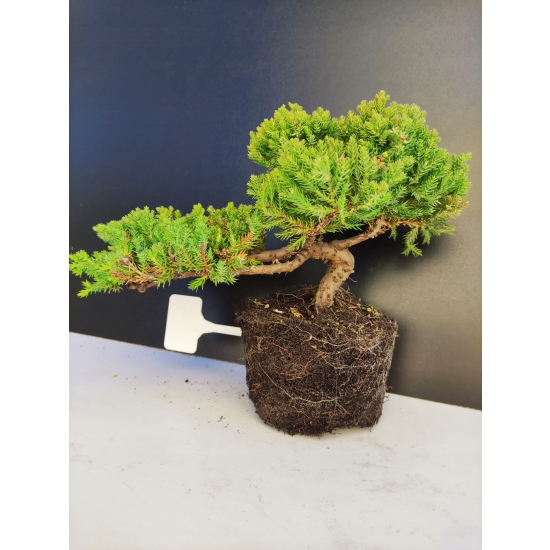 Żywe Drzewko Bonsai Jałowiec Rozesłany Procumbens 10-letni +GRATIS 411