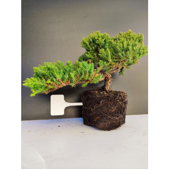 Żywe Drzewko Bonsai Jałowiec Rozesłany Procumbens 10-letni +GRATIS 411