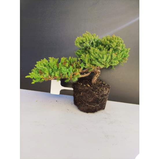Żywe Drzewko Bonsai Jałowiec Rozesłany Procumbens 10-letni +GRATIS 411