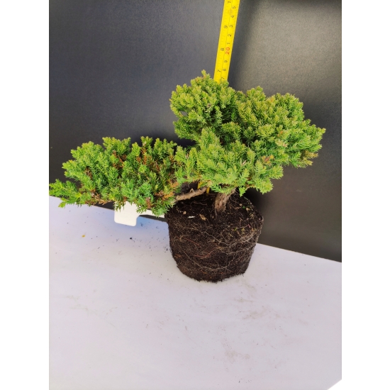 Żywe Drzewko Bonsai Jałowiec Rozesłany Procumbens 10-letni +GRATIS 411