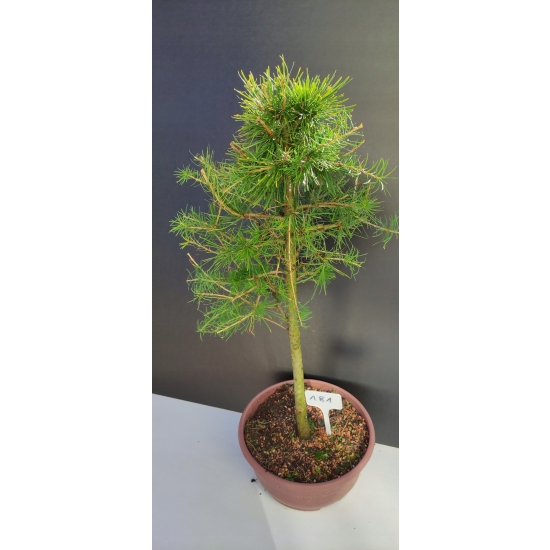 Żywe Drzewko Bonsai Modrzew Europejski Larix Decidua Prezent 10-letni 181